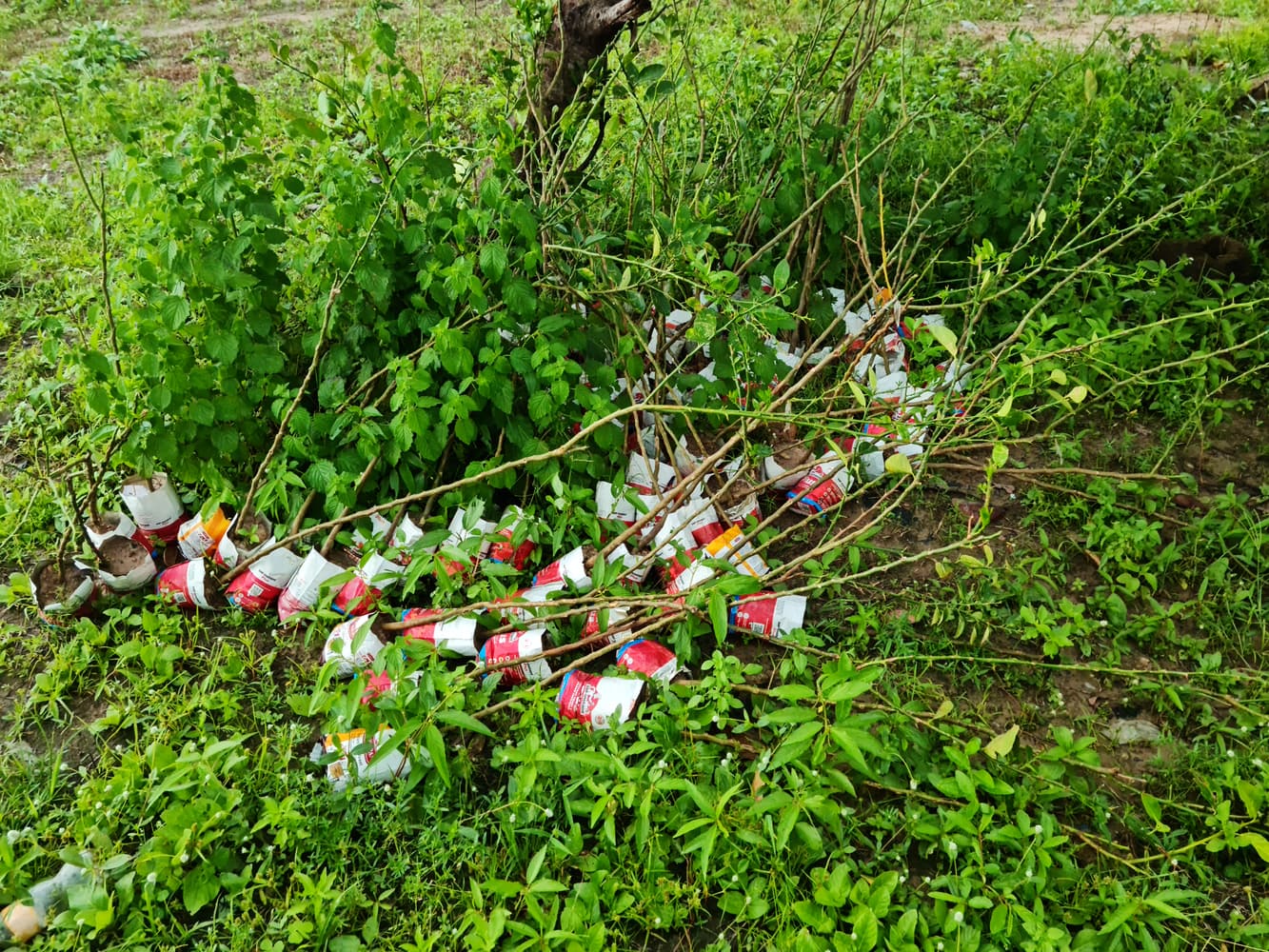 Jeunes plants en pépinière — illustration contextuelle